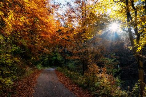 Asphalt Road In Autumn Forest With Colorful Trees With Yellow Leaves