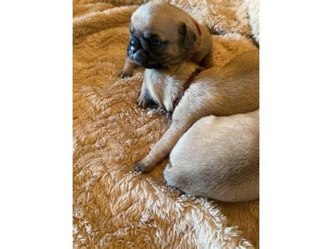 Breeding experience in florida and new mexico. One male full breed pug puppy left in El Paso, Texas - Puppies for Sale Near Me
