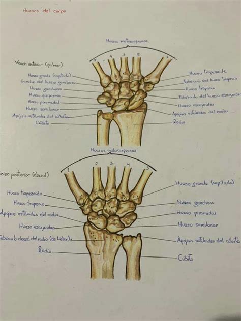Huesos Del Carpo Anatomía Anatomía Médica Cuerpo Humano