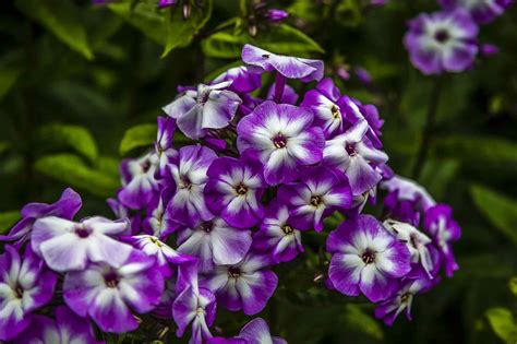 15 Types Of Phlox Perfect For Your Garden