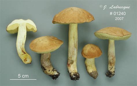 Hemileccinum Subglabripes Bolet à Pied Glabrescent Flickr