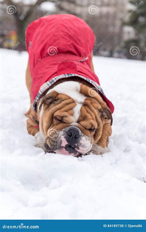 English Bulldog In The Snow Stock Photo Image Of Looking Canine