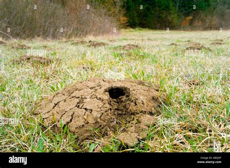 Mole Tunnel Field Entrance Stock Photo Alamy