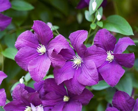 How To Prune Clematis Follow Our Expert Tips And Enjoy More Flowers
