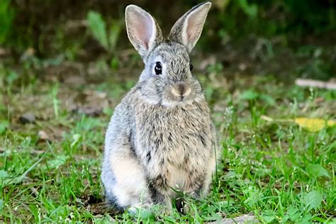 Conejo Características Alimentación Hábitat Reproducción Depredadores