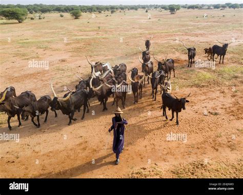 Fulani Cattle Hi Res Stock Photography And Images Alamy