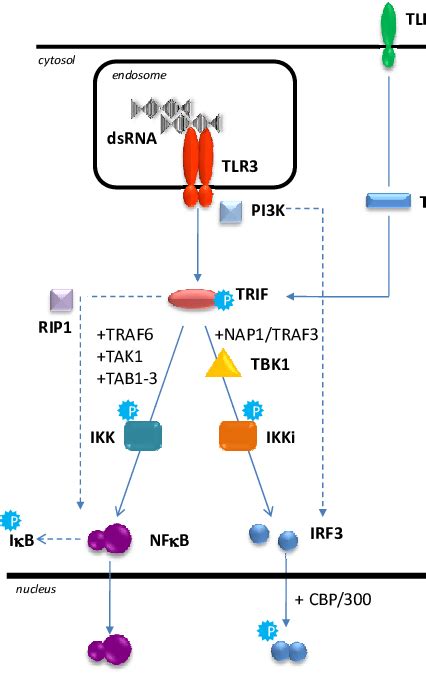TLR Signalling Pathways DsRNA Binds To TLR In Endosomes Activating Download Scientific