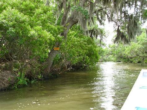 Bayou Picture Of Louisiana Swamp Tours Crown Point Tripadvisor