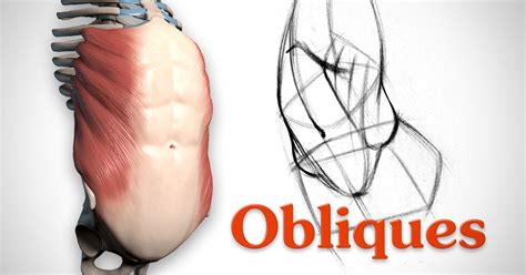 Learn To Draw The Oblique Muscles After Watching This Lesson You Will