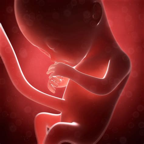 Third Trimester Of Pregnancy Fetal Development American Pregnancy