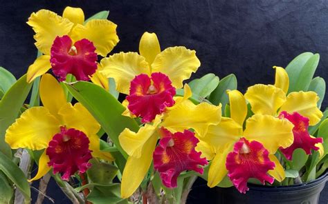 Cattleya Orchid Care Orchids