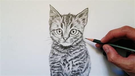 Cómo Dibujar Un Gato Realista Explicado Paso A Paso Como Dibujar Un