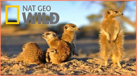 Documentary National Geographic Wild Kalahari Bbc Documentary Wildlife