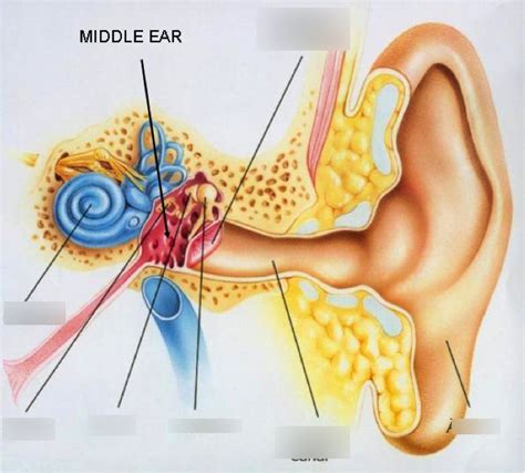 Ossicle Ear 6 Bones Malleus Incus Stapes Diagram Quizlet