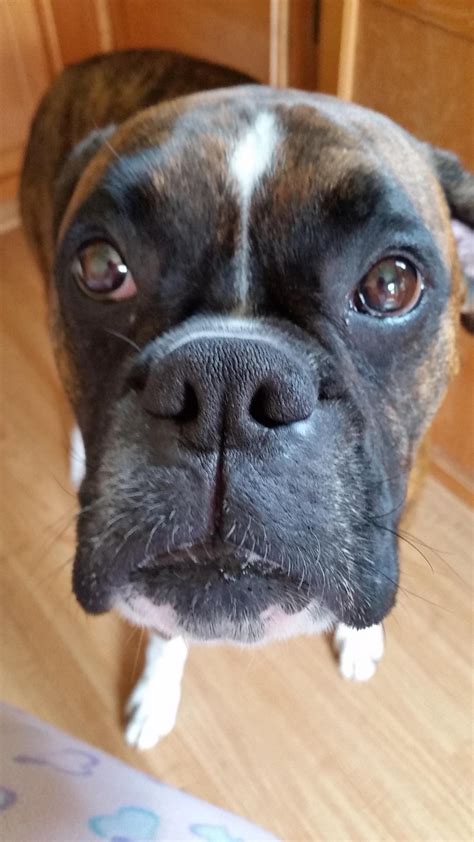 Bumps On The Ear Boxer Forum Boxer Breed Dog Forums