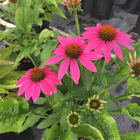 Echinacea Purpurea Magnus Horsford Gardens And Nursery