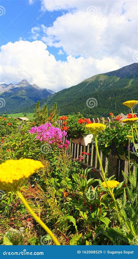 The Mountain View With Flowers Stock Image Image Of Flowers View