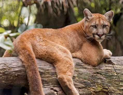 Dont Get Bit — Florida Panther The Florida Panther Is An