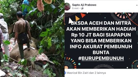 Gajah Jinak Bunta Mati Dibunuh BKSDA Janjikan Hadiah Rp 10 Juta Bagi