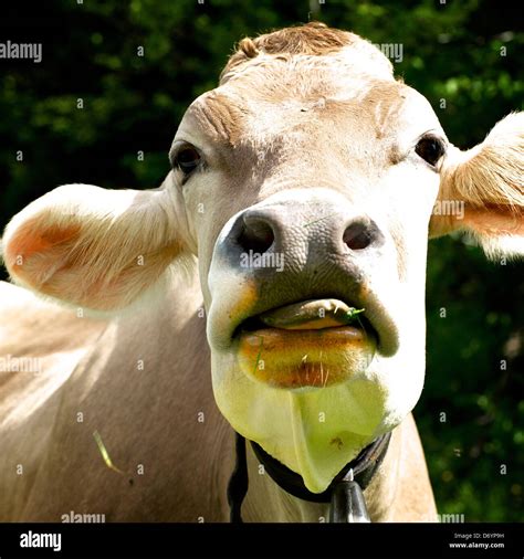 Cow Face Tongue Hi Res Stock Photography And Images Alamy