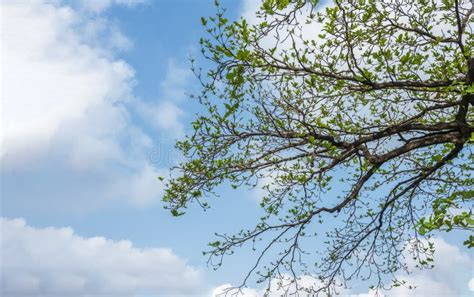 The Branches Of The Tree Are Lush Green Leaves Cut Stock Image Image