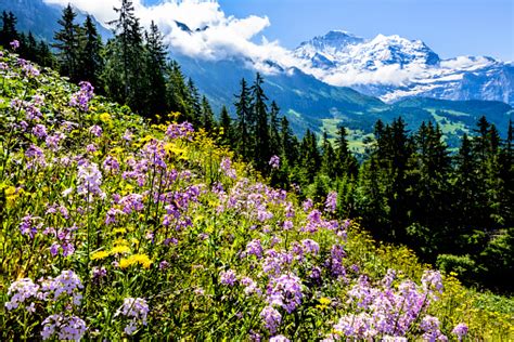 Spring Landscape In Swiss Alps Free Photo On Barnimages