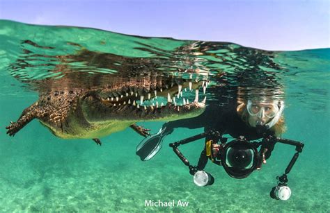 Cuba Dive With Crocodiles And Sharks Scubashooters