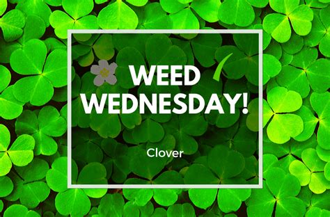 Weed Wednesday Clover Experigreen