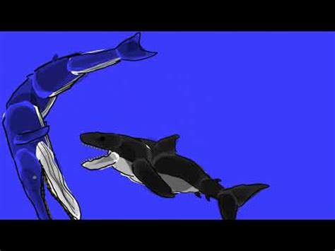 Megalodon attacked blue whale - YouTube
