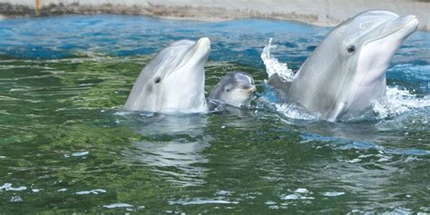 Pictures Baby Dolphin At Seaworld New York Daily News