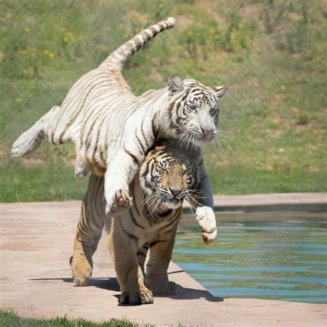 Psbattle Tiger Leapfrog Photoshopbattles