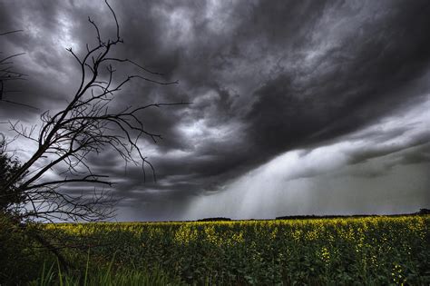 Rain And Thunderstorm Over A Canola Photograph By Dan Jurak Fine Art