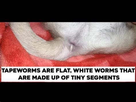 Tapeworm in Puppies! Deworming - YouTube