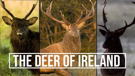 The Deer Of Ireland A Brief Look At Irelands Three Deer Species