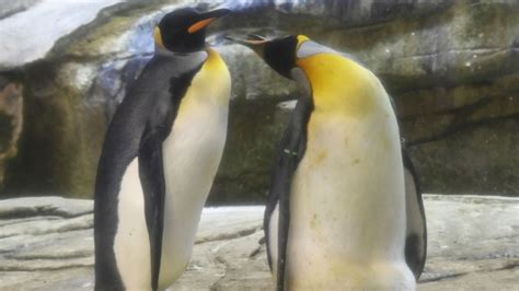 Gay Penguins Adopt An Egg After Months Of Trying To Hatch Rocks Mashable