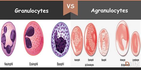 Difference Between Granulocytes And Agranulocytes Comparison Summary Images