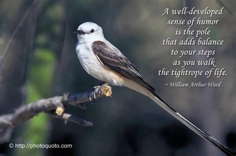 Funny Bird Quotes Quotesgram