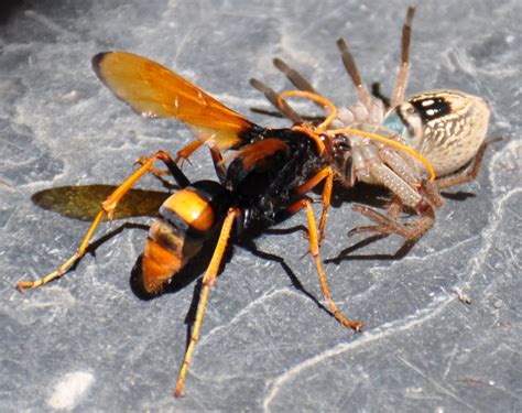 the ultimate guide to wasp control pestxpert