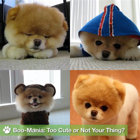 Pictures Of Boo The Cute Pomeranian Popsugar Pets