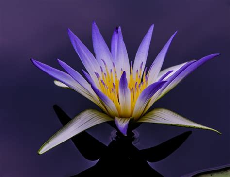 Egyptian Lotus Flower Photo Louis Dallara Photography