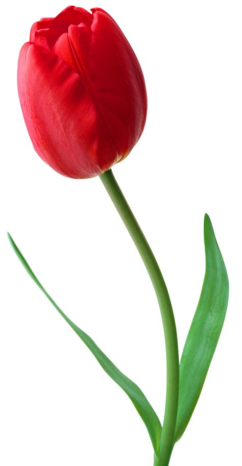 Tulip Png Transparent Images Png All
