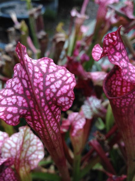 Pitcher plants are a good introduction to carnivorous world ...