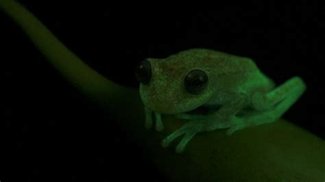 Worlds First Fluorescent Frog Discovered By Accident
