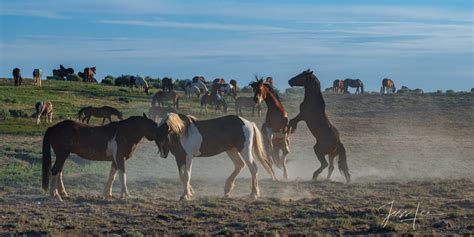 Horse Fighters Wyoming Usa Jess Lee Photos