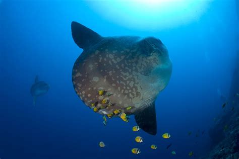 Ocean Sunfish Facts