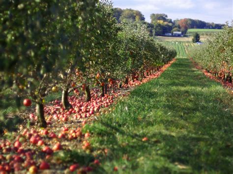 Map Georgias Best Picks For Apple Orchards In Time For Fall Curbed