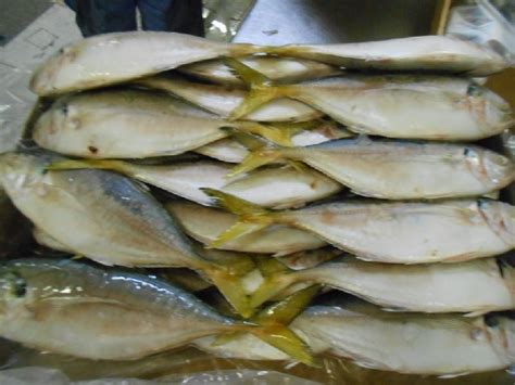 frozen yellow tail scad for cooking feature healthy to eat at best price in porbandar