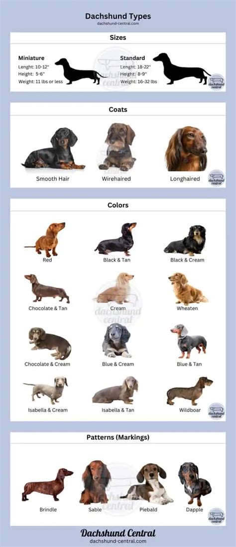 Types Of Dachshunds Sizes Coats And Colors Dachshund Central