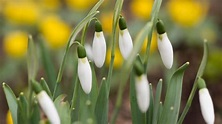 Vor-, Erst- und Vollfrühling: Wann kommt der echte Frühling? | wetter.de