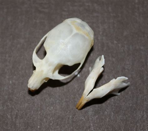 Alaska Vole Skull Microtus Skeleton Taxidermy Rodent Bones Etsy